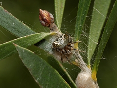 Araneus albotriangulus