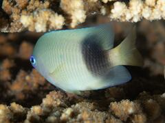 Plectroglyphidodon johnstonianus