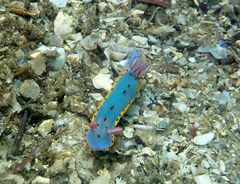 Hypselodoris bennetti