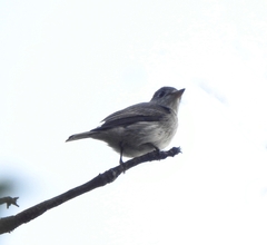 Muscicapa dauurica