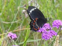 Papilio aegeus aegeus