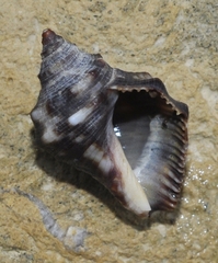 Stramonita biserialis