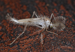 Chaoborus punctipennis