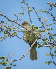 Andropadus importunus