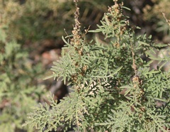 Ambrosia confertiflora