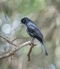 Melaenornis pammelaina