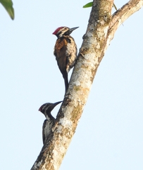 Dinopium benghalense