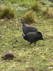 Numida meleagris reichenowi