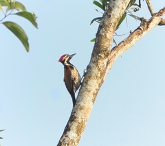 Dinopium benghalense