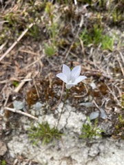 Wahlenbergia albomarginata