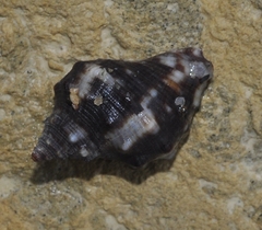 Stramonita biserialis