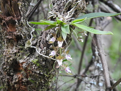 Sarcochilus australis