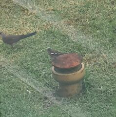 Fringilla coelebs gengleri