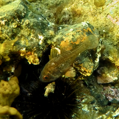 Vincentia conspersa