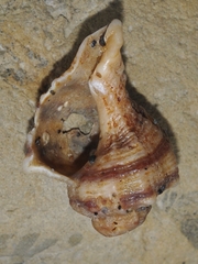 Monoplex exaratus