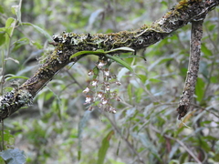 Sarcochilus australis