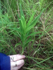 Vernonia fasciculata