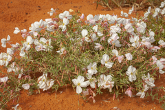 Oenothera pallida