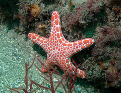Pentagonaster duebeni