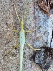 Podacanthus viridiroseus