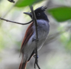 Terpsiphone paradisi