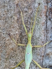 Podacanthus viridiroseus