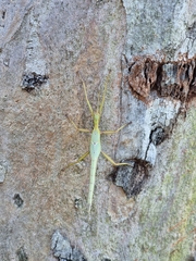 Podacanthus viridiroseus