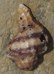 Monoplex exaratus
