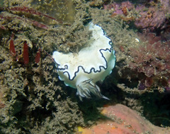 Doriprismatica atromarginata