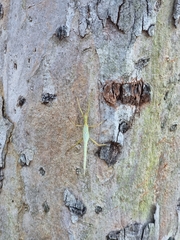 Podacanthus viridiroseus