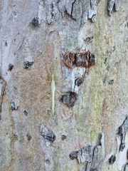 Podacanthus viridiroseus
