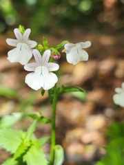 Nemesia diffusa