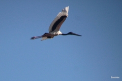 Ephippiorhynchus asiaticus