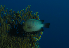 Dascyllus trimaculatus