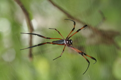 Trichonephila inaurata