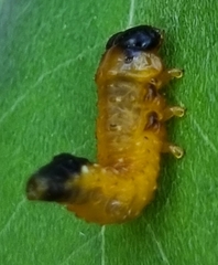 Lema daturaphila