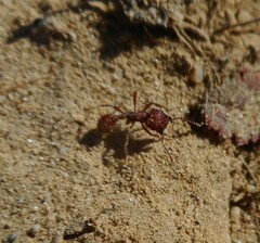 Pogonomyrmex occidentalis