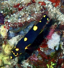 Bodianus mesothorax