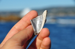 Mytilus californianus