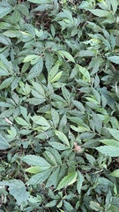 Elatostema lineolatum
