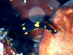 Bodianus mesothorax