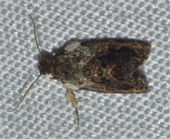 Acroceuthes metaxanthana