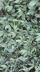 Elatostema lineolatum