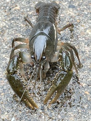 Fallicambarus macneesei