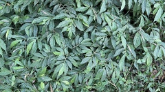 Elatostema lineolatum
