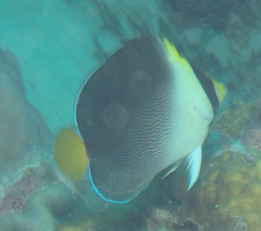 Chaetodontoplus mesoleucus