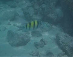Abudefduf vaigiensis