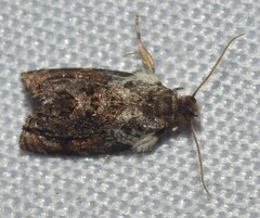 Acroceuthes metaxanthana