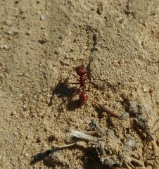 Pogonomyrmex occidentalis