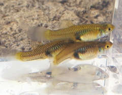 Poecilia reticulata